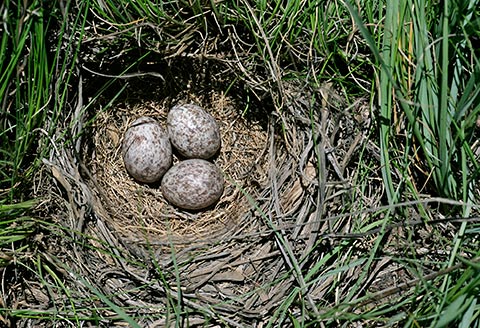 African Pipit nest